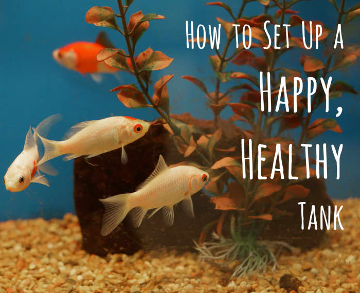 It usually takes about six weeks for an aquarium to get balanced (attain the proper amount of beneficial bacteria to support fish life).