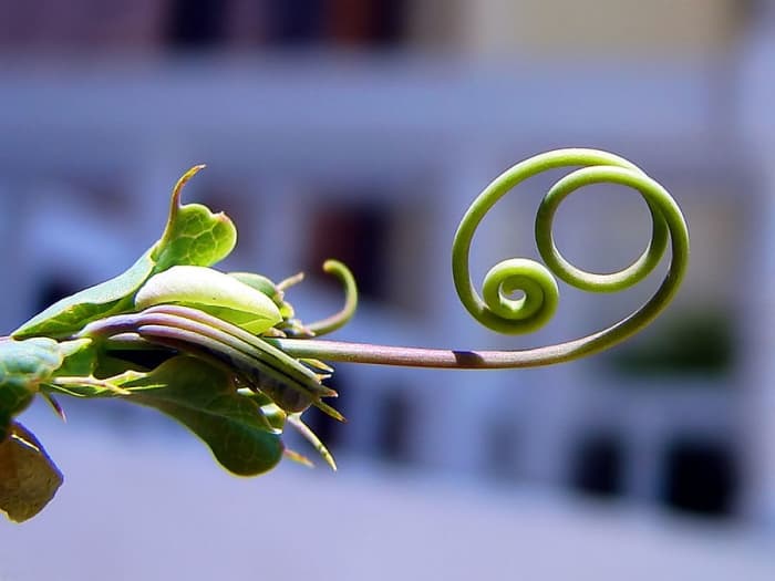 This is a typical vine tendril. Tendrils of vine plants grow either clockwise or anti-clockwise depending on the species.