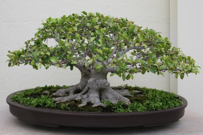 Best Beginner Ginseng Ficus Bonsai Tree Care of all time Check it out now 