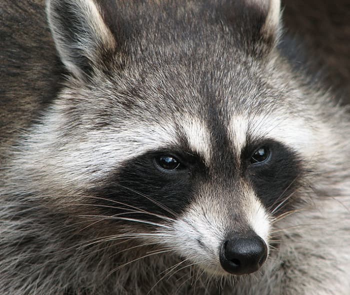 How Do You Get Rid of Raccoons? Tips and Tales on Raccoons ...