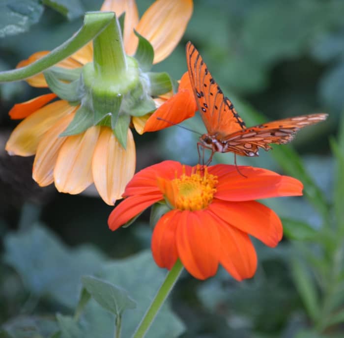A gulf fritillary butterfly is attracted to the bright orange and pollen-rich tithonia in my summer garden.