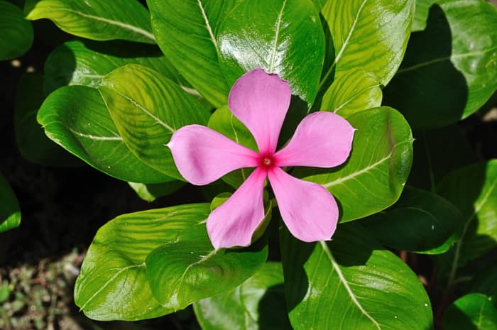 The Madagascar periwinkle contains chemicals that are used in chemotherapy to fight cancer.