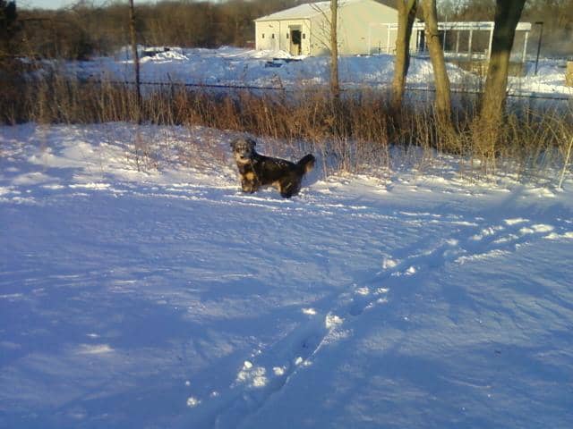 Long-haired dog's playing in deep snow can lead to painful ice blocks between the paw pads.