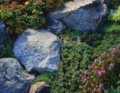 Rocks add visual appeal and function to anchor the soil. A variety of sedums offer textural variations.