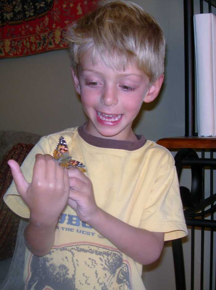 Painted Lady Caterpillars to Butterflies The Butterfly Lifecycle