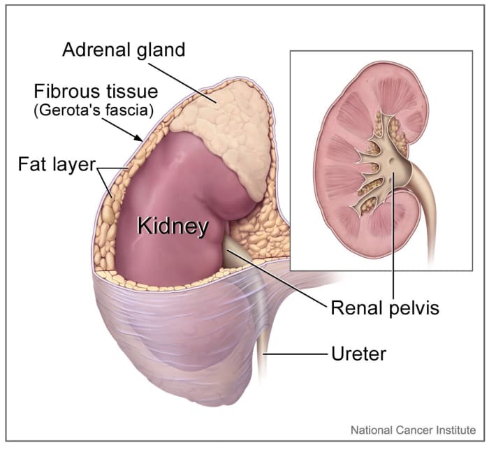 The adrenal gland is located on top of the kidney. Both organs are surrounded by a fat layer and a fibrous capsule. We have two kidneys and two adrenal glands.