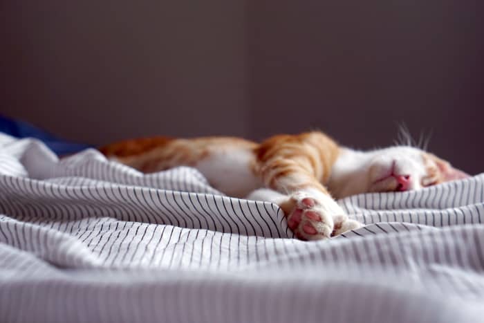 What are the softest no-iron sheets money can buy? No-iron percale bed sheets are the answer for wrinkle-free comfort.