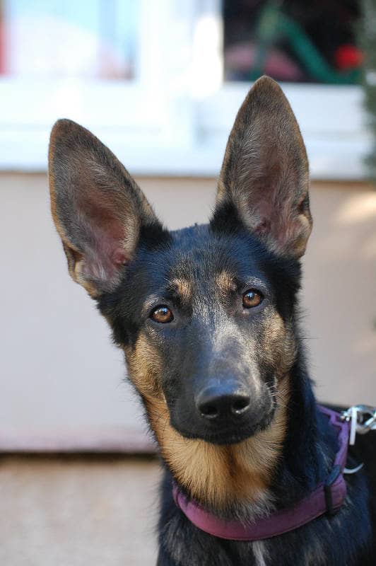His ears are standing up!