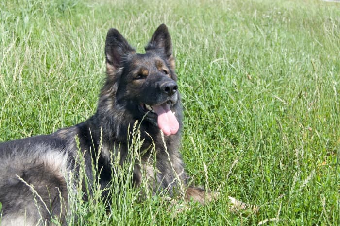 3 Excellent Books For German Shepherd Owners - PetHelpful