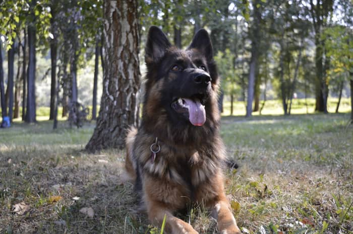 Guide to Long-Coat German Shepherd Dogs - PetHelpful