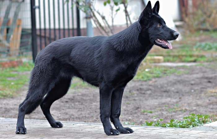 GSD are smart, strong, and eager to perform tasks, which makes them the ideal sort of dog for training.