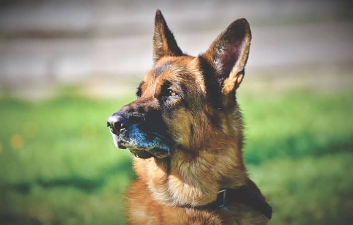 German Shepherds are very active and bright dogs. They need a handler that likes to train and play with them.