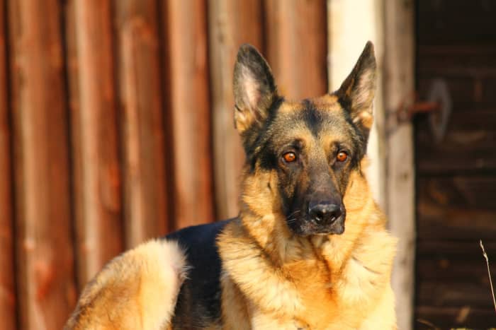 German Shepherds are at particular risk for the disorder because they are highly active and because of inbreeding in the breed’s history.