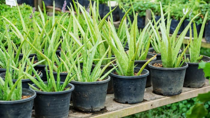 How To Harvest Aloe Vera Gel Dengarden