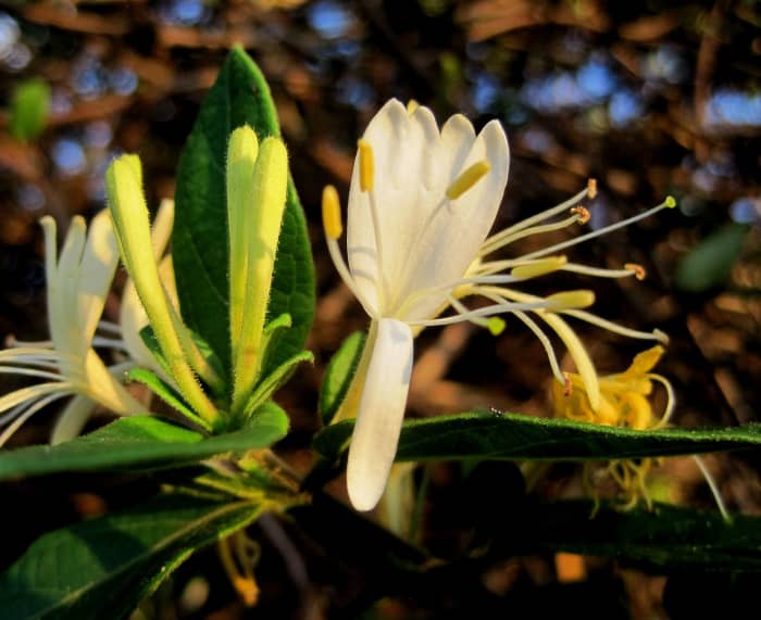 Honeysuckle: Traditional Remedy for Colds and Flu - HubPages