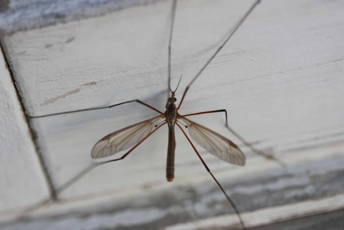 Crane fly from the insect family Tipulidacea is often referred to as "daddy long legs," a term that also refers to two different species of arachnids: opiliones "harvestmen" and pholcidae "cellar spiders."