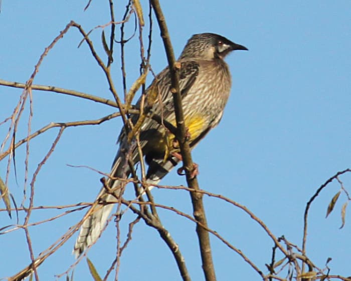 Australian Native Birds: The Wattlebirds - Owlcation