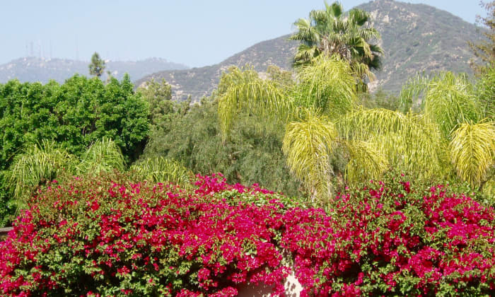 Southern California's signature "look" includes bougainvillea, palm trees, California native trees, and mountains.