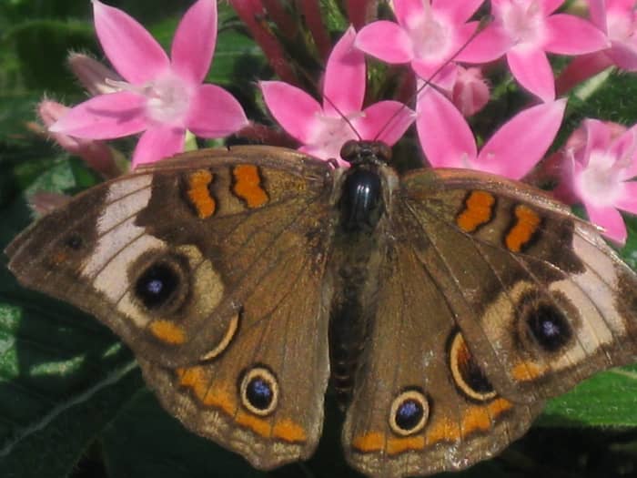 The Common Buckeye butterfly is easily identified by the circular "eye" markings across its wings. Buckeye butterflies are members of the Brushfoot family
