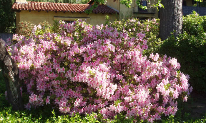 Azaleas (related to Rhododendrons) are native to many continents, including North America, BUT . . . azaleas need shade and moist air to thrive. The southwestern United States has little of either, so azaleas planted there would need extra attention.