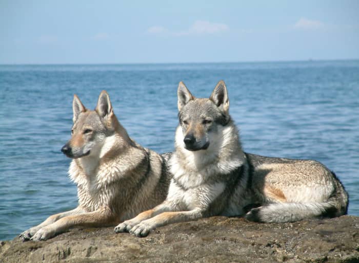 Wolfdogs may be beautiful, but not everyone wants them in their neighborhood.