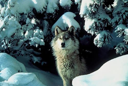 The U.S. government has tried a few times to mediate between ranchers' and farmers' concerns and the well-being of the gray wolf. Read on to learn all about gray wolf reintroduction pros and cons.