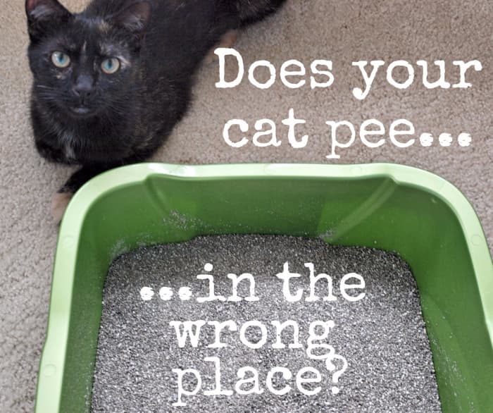 get-rid-of-cat-urine-and-dog-pee-odor