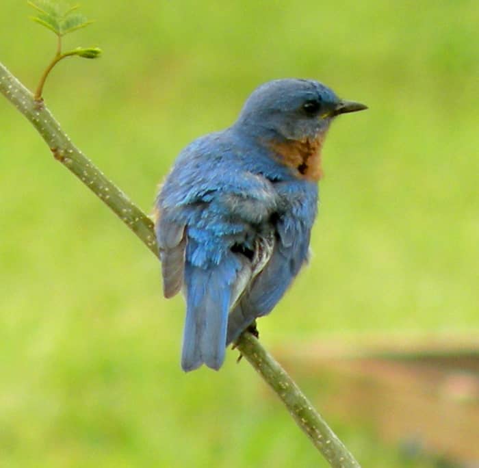Favorite pictures of bluebirds: The male bluebird guards his territory from a nearby branch.