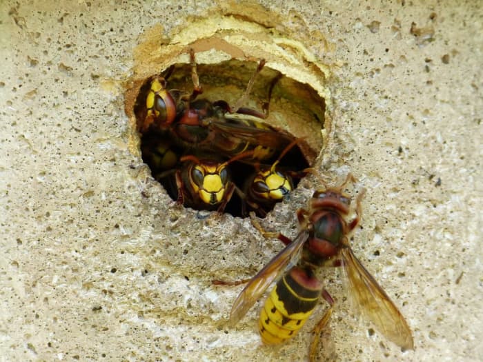 This guide will provide tips and tricks for keeping all kinds of pesky insects away from your home and garden.