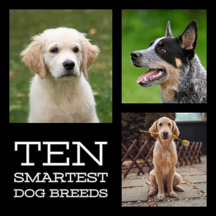 The 10 smartest dog breeds. Pictured above is the Australian Cattle Dog, Labrador Retriever, and Golden Retriever.
