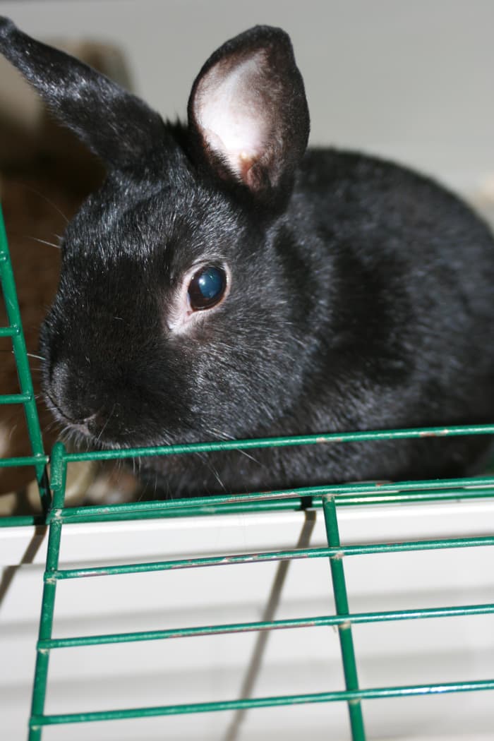 This is a guide to getting started off right with your new furry friend.