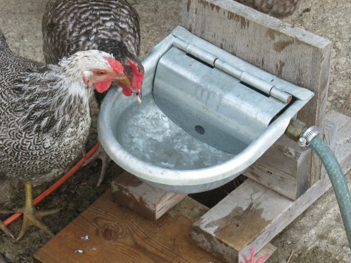 Silver Pencilled Wyandotte and Cuckoo Marans Hens Drinking from a Home-Made Automatic Waterer