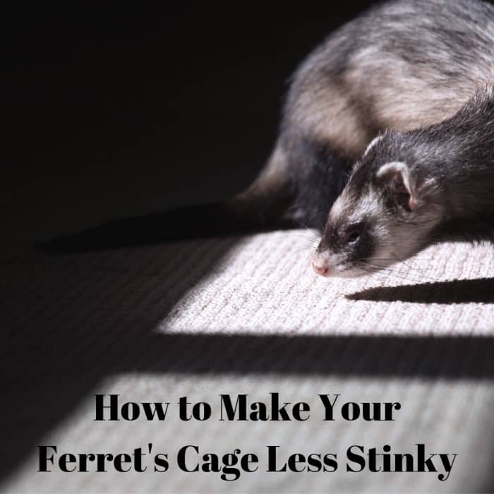 Изучите пять советов и приемов, чтобы свести к минимуму запах в клетке вашего хорька!