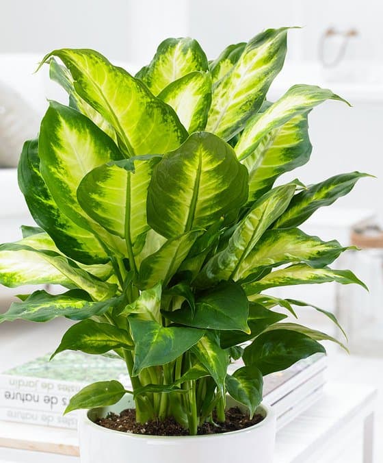 Dieffenbachia camilla is one of the most popular of these houseplants with distinctive white/cream leaves edged in green. It originated in South America.