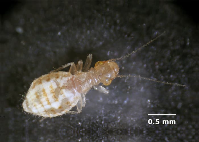 Booklice are not actually lice at all. Learn how and where to look for them... and how to get rid of them.