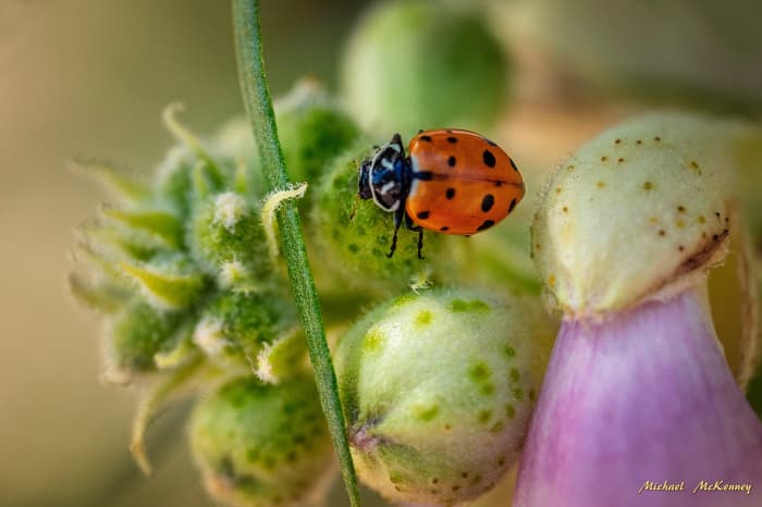 Ladybugs can eat a whole lot of aphids, so let them do their thing. They won't harm your plants.