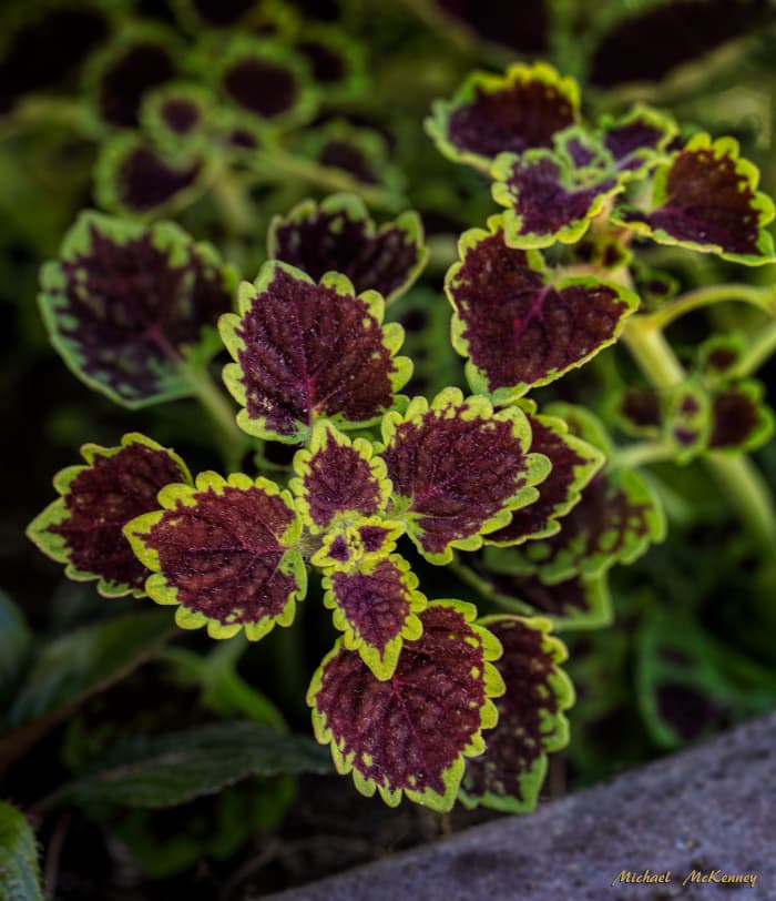 Coleus, a great, attention-getting plant indoors, as well as outdoors.