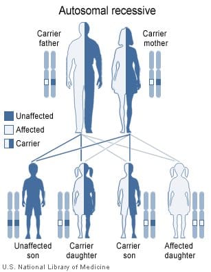 Heterozygotes carry a disease causing mutation, but will generally not display characteristics of the genetic disease.