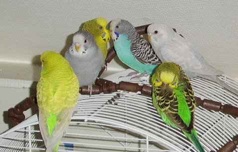 budgies-and-other-pets