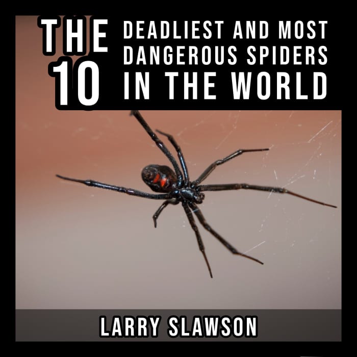 The Top 10 Deadliest Spiders In The World Owlcation 7626