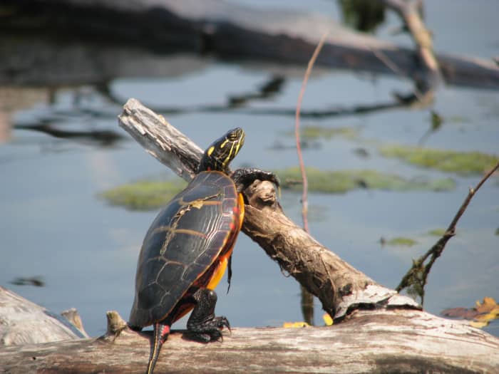 Should you keep a turtle caught from the wild? In the short term, maybe, but it's not advisable long term. Learn more about wild turtles and pet store turtles in this article.