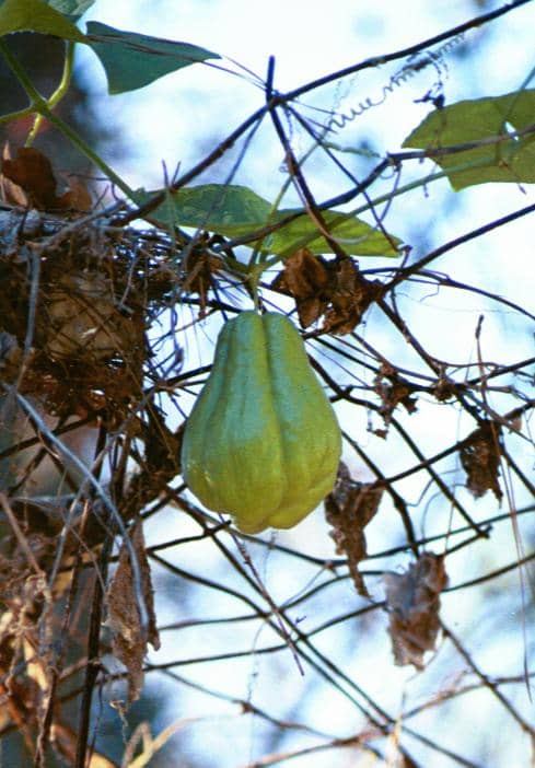 The mirliton is also known as the chayote or vegetable pear. This one's almost ready to pick.