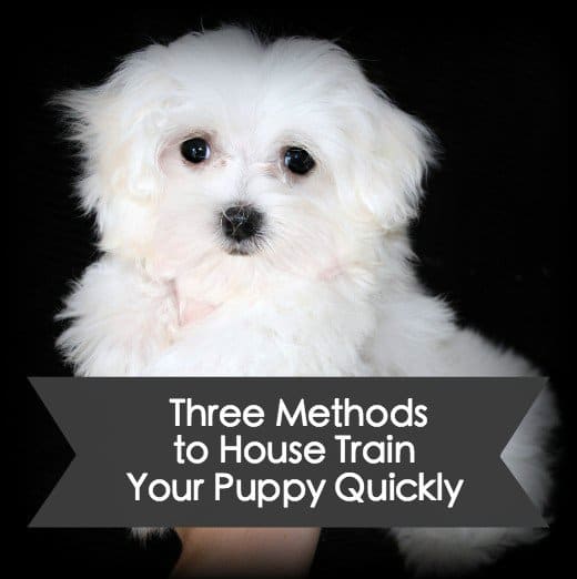 If you want to house train your puppy ASAP, try using the pee pad, crate, or doggie door methods. Learn more about these three methods in this article.