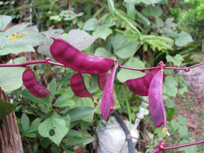 Young Hyacinth Beans (Lablab purpureus) can be cooked and eaten like sugar snap peas.