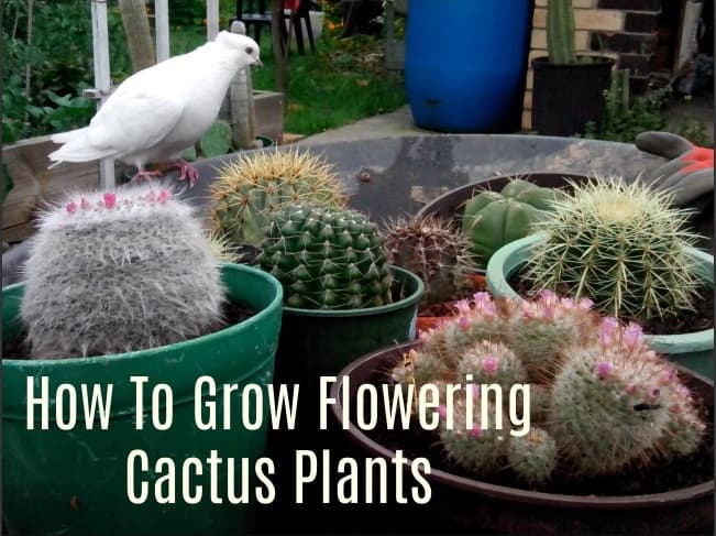 Cactus plants are appealing not only to humans but also to pets and other wildlife. That's my beloved Birdie admiring the potted plants.