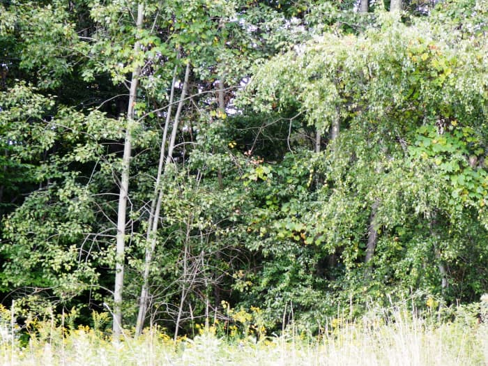 Sightings of Bigfoot in Pennsylvania have researchers pondering how, and why, Sasquatch may be lurking in the woods and fields of rural PA.