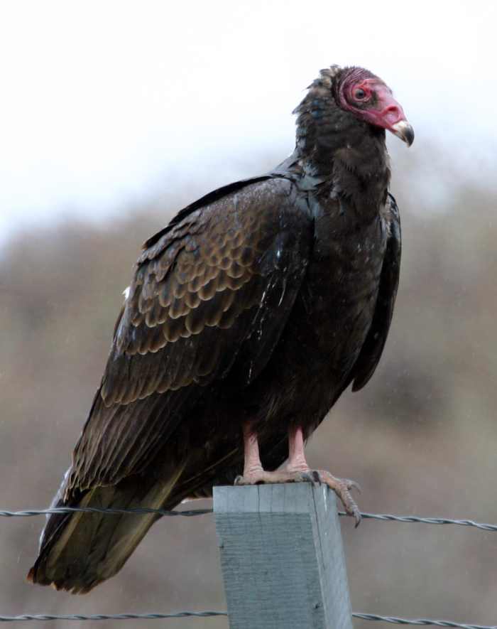 The Black Vulture and the Turkey Vulture Owlcation