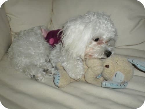 My sweet pup Sugar Pie was plagued with tear stains for the first two years of her life. It took some serious research, but we finally found out how to get rid of them!