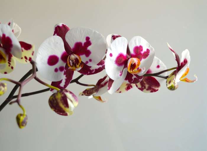 Basic Orchid Care How to Fix a Broken Orchid Stem Dengarden