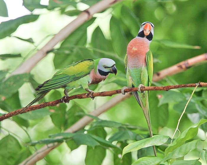 A pair of wild moustache parakeets during courtship; the female has a black beak while the male has an orange one.